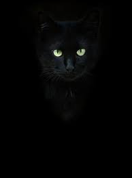 Black Cat By Zazhigalka Pixdaus Black Cats Rock Black Cat Aesthetic Cat Aesthetic