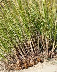Image result for Panicum pectinellum
