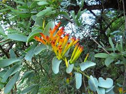 Image result for Agelanthus