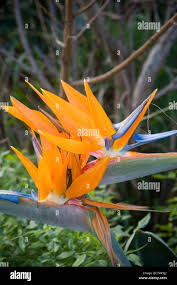 Image result for Strelitziaceae