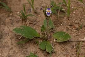 Image result for Craterostigma