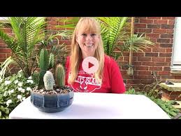These are cushioned growing points that are technically compressed branches. How To Make An Indoor Cactus Garden Youtube