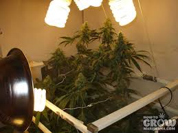 Compact Fluorescent Cfl Grow Lights