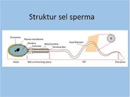 Artikel Mengenai Struktur Sel Kelamin Dan Sel Tubuh Manusia Serta Peembelahan Selnya Baca Selengkapnya Di Blog Ipa Mts Di 2020 Ipa Manusia Tubuh Manusia