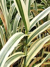 Image result for Arundo donax