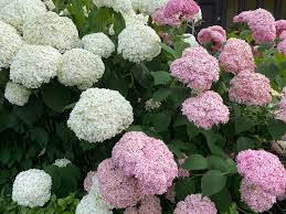 Image result for Hydrangea arborescens Pink Anabelle
