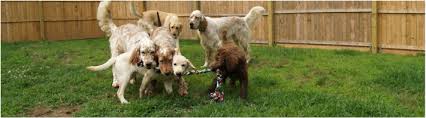 I'm moving to a new apartment that doesn't accept dogs. English Setter Puppies Finlayson S Pet Care Center Llc
