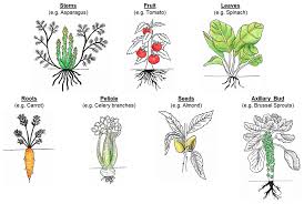 Foods Free Full Text Plant Cell Walls Impact On Nutrient Bioaccessibility And Digestibility Html