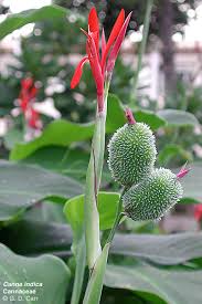 Image result for Cannaceae