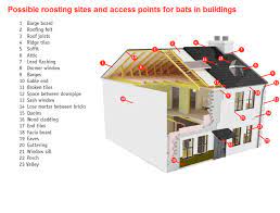 Ah, bats in the attic. Why Are Bats In Buildings Bat Conservation Ireland