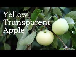 One such is the transparent apple also called yellow transparent (sometimes even white transparent), although they are really more green than yellow. Heirloom Apples Yellow Transparent Youtube
