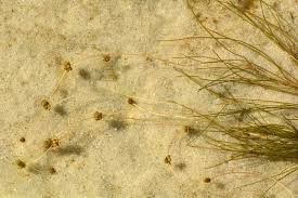 Image result for Stuckenia