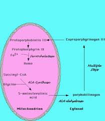 Hemoglobin Synthesis