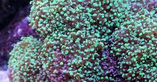 Frogspawn Coral Should You Add A Frag To Your Tank Saltwater Aquarium Saltwater Tank Coral Aquarium