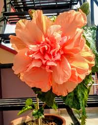 Image result for Lepidagathis randii