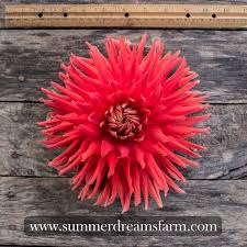 Check out our website for our story, chef recipes and where to buy. Dahlias By Color Red Dahlia Summerdreamsfarm