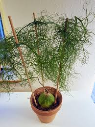 Image result for Bowiea volubilis