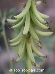 Image result for Crotalaria pallida