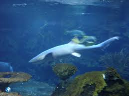 Die kleinen wasservolumen können tatsächlich, entgegen der allgemeinen auffassung, ganz schön problematisch sein. Aquarium Berlin Ein Nachmittag Im Rausch Der Farben