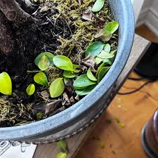Image result for Ficus tettensis