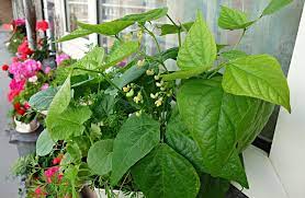 Container size for growing beans the depth of the container size for growing beans varies dependent upon the type of vegetable. How To Grow Beans In Containers 3 Helpful Resources
