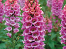 Maybe you would like to learn more about one of these? 22 Plants To Attract Hummingbirds Hgtv