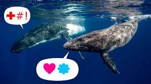 Comprendre les baleines grâce à l'intelligence artificielle