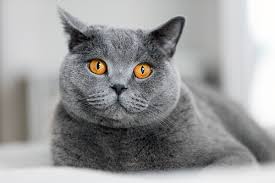 Joe wolfer and his dedicated, caring team are here to offer the best eye care services for your pet. Veterinary Ophthalmology For Improved Pet Eye Health Madison Al