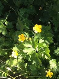 Creeping Buttercup Ranunculus Repens This Appears To Be Creeping Buttercup A European Perennial Groundcover With Cheerful Br Yellow Flowers Perennials Soil