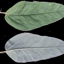 Image result for Melhania acuminata