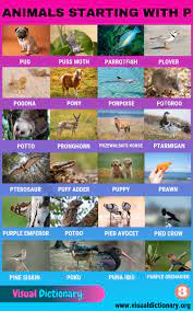 Many of them are sweet, but others are tart. Animals That Start With P List Of 70 Amazing Animals Starting With P Visual Dictionary