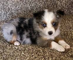 Find mini australian shepherd dogs and puppies from new mexico breeders. Available Pups Healthyaussiehome Aussie Shepherd Puppy Aussie Puppies Miniature Australian Shepherd