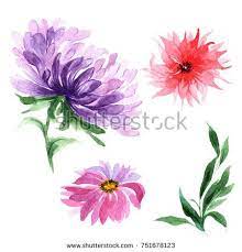 Stock Photo Wildflower Aster Flower In A Watercolor Style Isolated Full Name Of The Plant Aster Aquarelle Wild Aster Flower Watercolor Flowers Wild Flowers