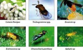 The company should not only treat, but also evaluate the. Sugarcane Natural Enemies Vikaspedia