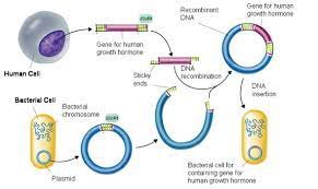 These pulses are controlled by the hypothalamus, which sends signals to either shut off the release or initiate a pulse of growth hormone into the bloodstream. Fermenter Pmg Biology