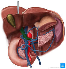 A blood vessel that carries blood away from the heart to other organs ~sometime calledresistance vessels b/c have strong, resilient tiss structure that lines the blood vessel & is exposed to blood ~the deep layer of an artery or vein, consisting of a lining of simp. Portosystemic Anastomosis Anatomy Clinical Significance Kenhub