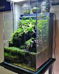 Pin By Văn Ty On Ban Cạn Aquascape Design Aquascape Aquarium Carnivorous Plants Terrarium