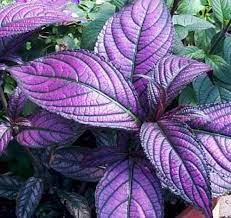 Persian Shield Strobilanthes I Need A Few Of These Shade Plants Plants Shade Flowers