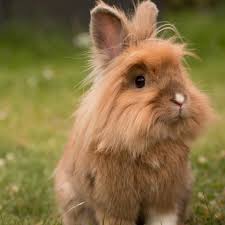 Caramel 3 Nature Animals Dwarf Rabbit Animals