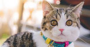 Choisir Un Chat Male Ou Femelle Quel Chat Acheter Wamiz