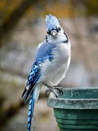 Birds That Start With An S Male Blue Jay With His Handsome Tuft Raised Photo By S Dorman Blue Jay Bird Migration White Gardens