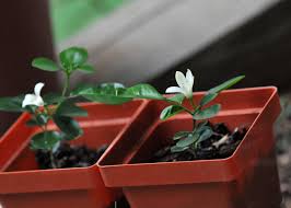 Kitchen gardening 105.139 views2 year ago. Little Orange Jasmine Petals And Wings