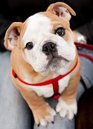Please check availabilty on our puppy page! Bulldog Puppy Is Cute As A Button English Bulldog Pup Baby Dogs Bulldog Puppies Bulldog