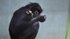 Building products of uncompromising quality since 2009. Bili Der Aussenseiter Im Wuppertaler Bonobo Gehege Panorama Sz De