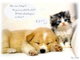 So Cute Cute Puppies And Kittens Cute Cats And Dogs Cute Animals
