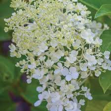 Image result for Julbernardia paniculata