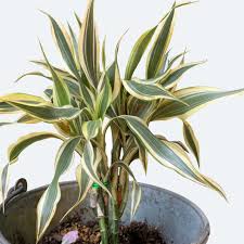 Image result for Dracaena sanderiana