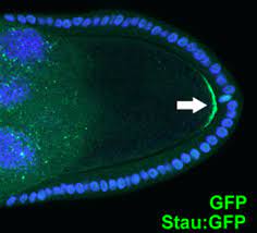 Maybe you would like to learn more about one of these? Cell Polarity Wikipedia