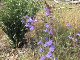 Image result for Manniophyton