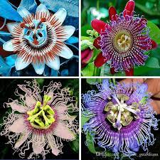 What S The Most Mind Blowing Plant In The World General Atlas Obscura Community Travel Forum Passion Flower Flowering Vines Rare Flowers